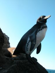 Galapagos Penguin.
This photo was taken in Bartolome,Gal... by David Gallardo 